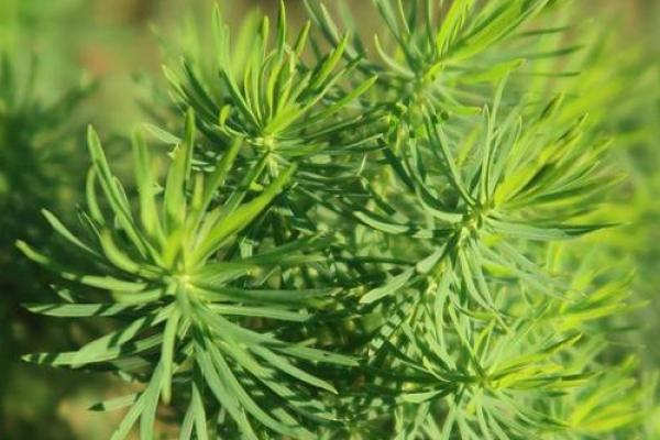 卧室风水植物首选，助你打造养生宝地