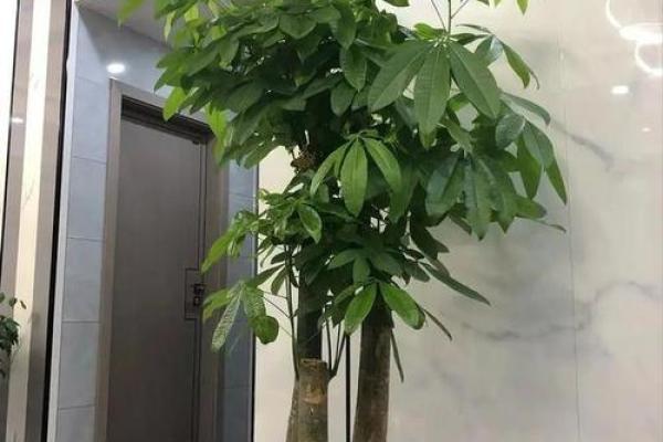 室内绿意盎然，风水摆设新潮流