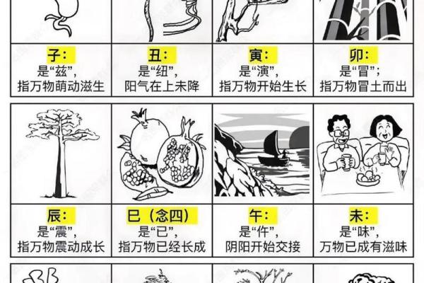 十二地支透干的奥秘解析