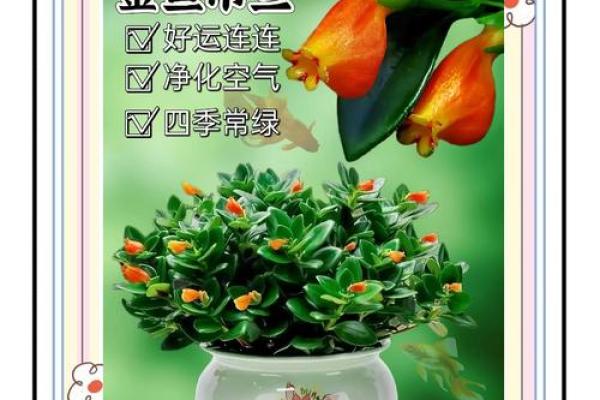 吊兰风水布局：家居美宅必备绿植