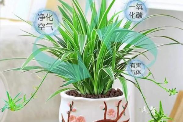 吊兰风水布局：家居美宅必备绿植