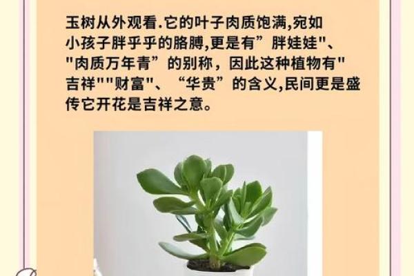 家居风水秘籍：养这些植物，让你的家财运亨通、健康满溢