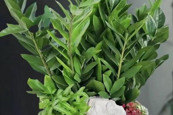 家居风水秘籍：养这些植物，让你的家财运亨通、健康满溢