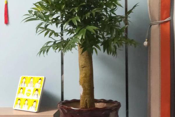 广东风水专家教你后院种树的最佳风水搭配
