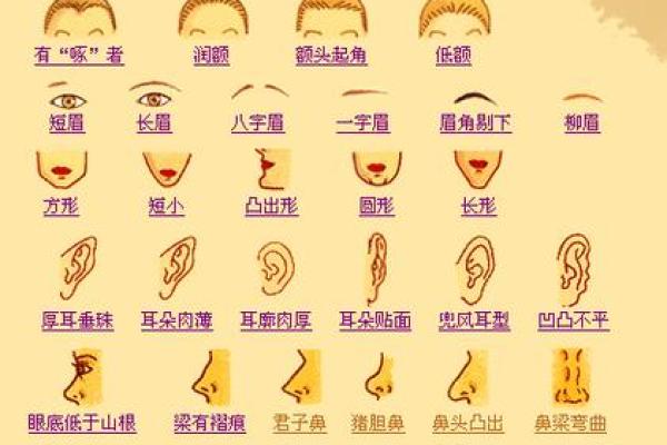 左腮长毛面相：预示着独特魅力与非凡运势