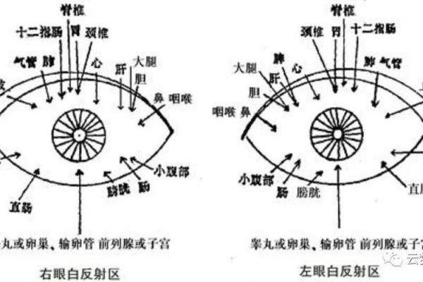 面相解析：赤脉现命，财运亨通，揭秘赤脉面相的秘密！