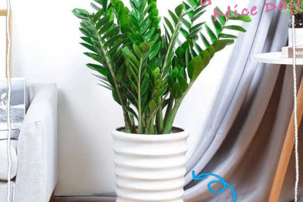 2019家居风水植物布局秘籍：绿色生机，财运亨通