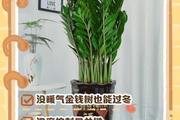 2019家居风水植物布局秘籍：绿色生机，财运亨通