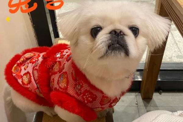 高家猪宝吉祥名