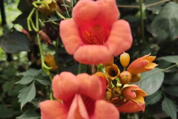 爱情风水花，让你的爱情生活充满阳光