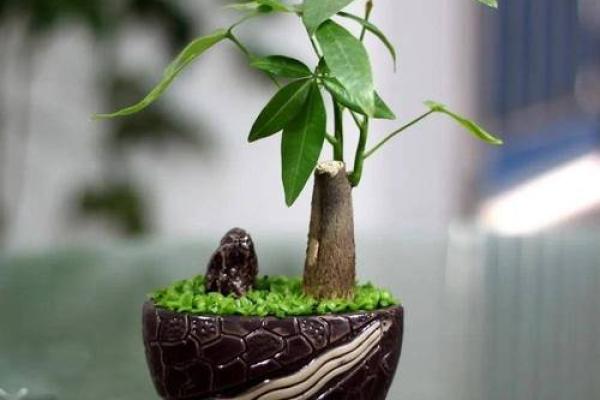盆栽风水摆设，助你家中财运亨通