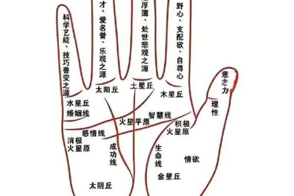 阴德纹揭秘：手相中的神秘运势密码