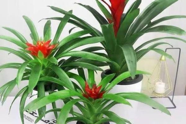家居风水新宠！神奇招财植物摆件，助你财源滚滚