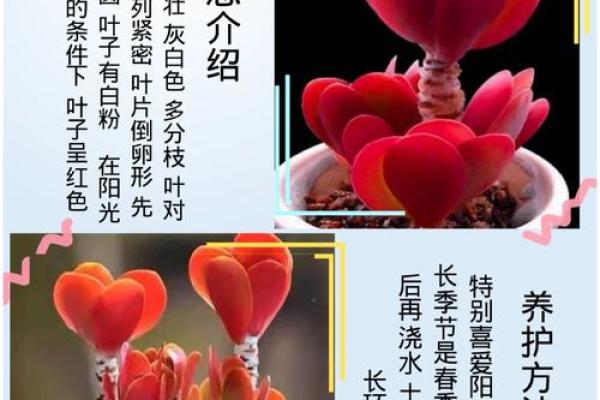 红覆轮多肉卧室风水秘籍，打造宜室宜家幸福空间