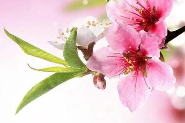 爱情风水：家居风水助你招桃花