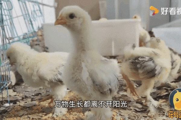 阳光六月鸡宝宝，吉祥好名待揭晓