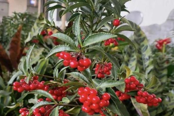 爱情风水花，助力爱情开花结果