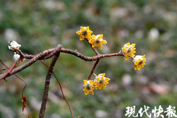 爱情风水花，助力爱情开花结果