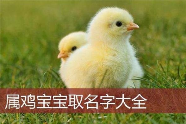 鸡年宝宝名字创意大比拼