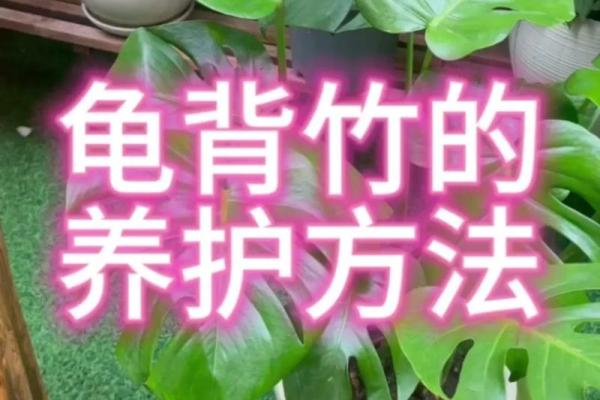 卧室风水秘籍：龟背叶助你招财旺运，打造家居吉祥之地