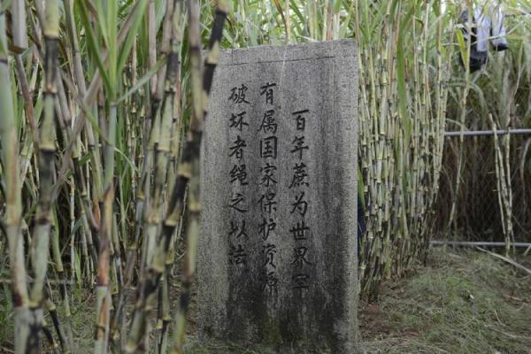 父子状元风水秘籍：揭秘百年状元世家布局之道