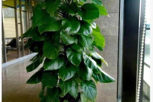招财风水大师亲授，盆景风水布局攻略！