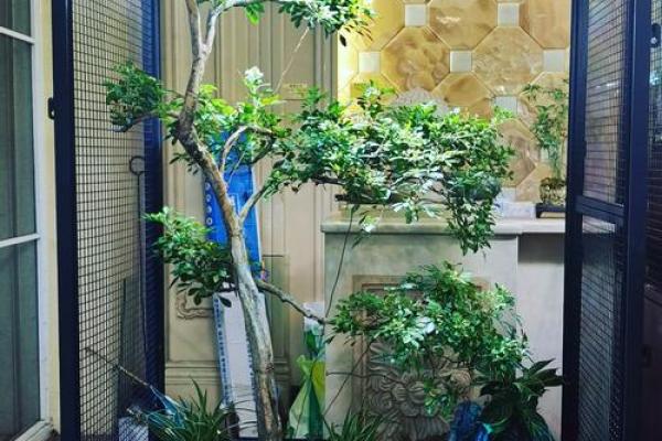 打造风水好鸟笼：家居养鸟风水禁忌大揭秘