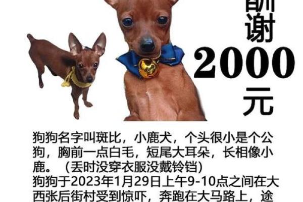 狗宝宝起名灵感集锦