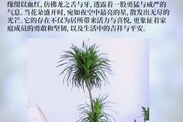 农村树根风水学：自然力量与家居环境的和谐结合