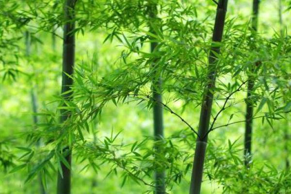 春季家居风水布局，让你的生活充满阳光与正能量！