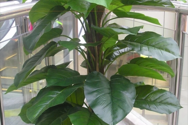 风水大师揭秘：这些植物助你招财旺运，必看！