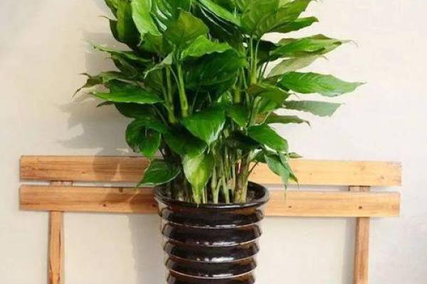 卧室风水宝典：揭秘卧室摆放植物提升运势秘籍
