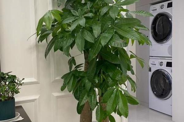 招财旺运首选，风水大师推荐的神秘树木