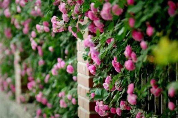 爱情风水花，让你的爱情之路充满喜悦