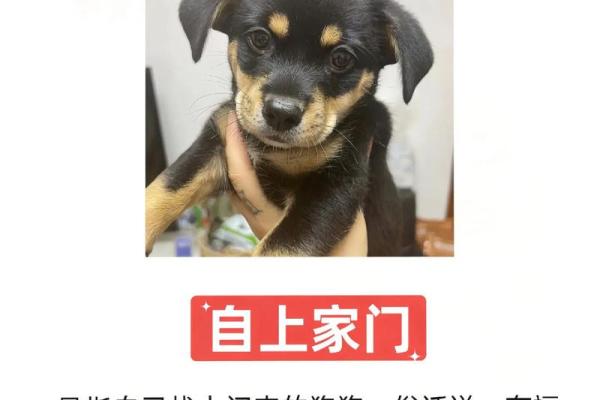 狗年爱情风水秘籍：让你爱情美满，家庭幸福