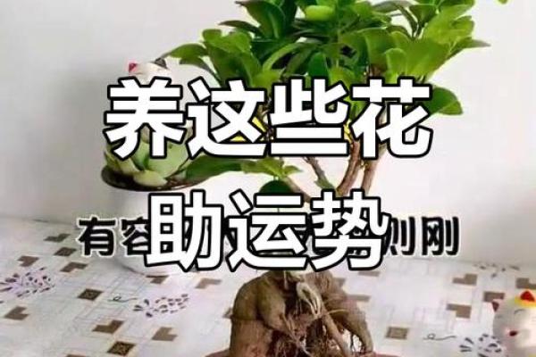 爱情风水秘籍：这些植物让你爱情运势旺