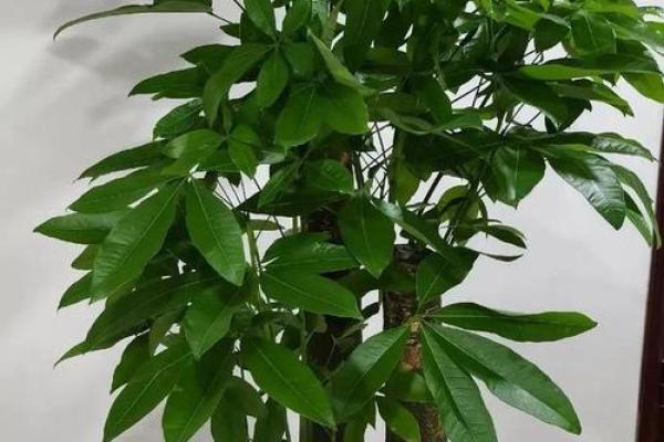 爱情风水秘籍：这些植物让你爱情运势旺