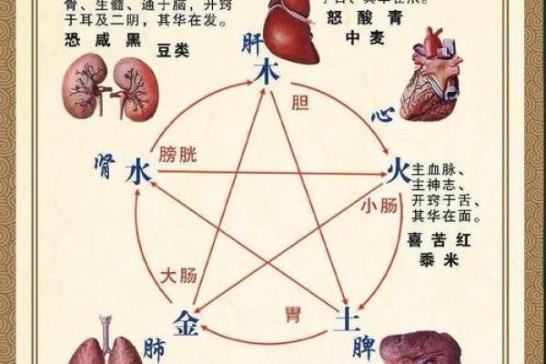 舍五行属什么的全面解析