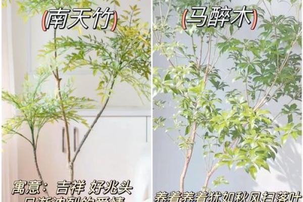 绿植风水宝典：打造家居风水旺铺的秘密武器