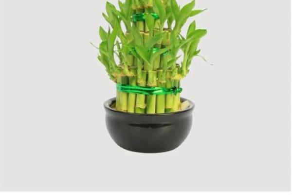 绿植风水宝典：打造家居风水旺铺的秘密武器