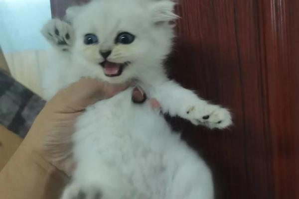 猫咪风水宝：家居招财小能手，快来领养一只吧！