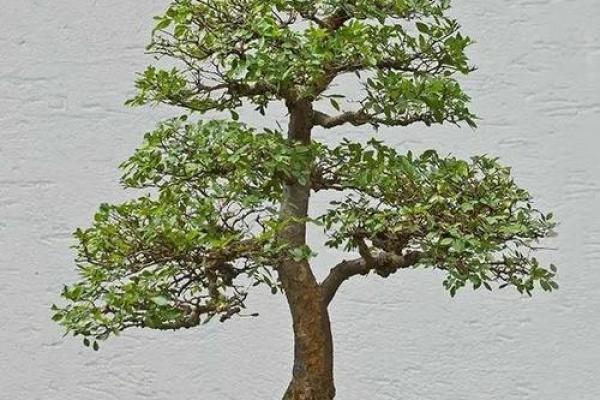 榆树风水布局秘术：轻松提升家居运势