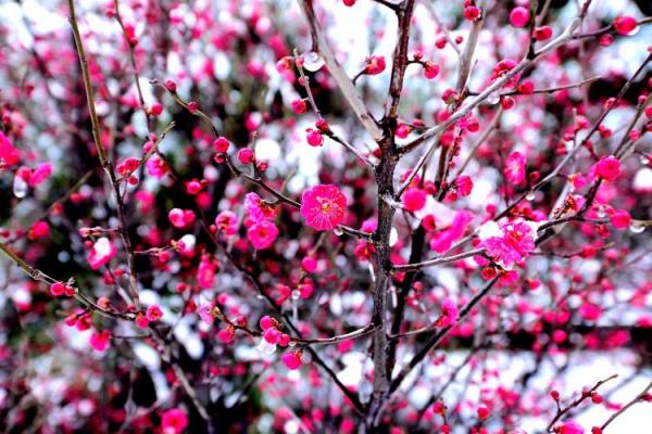 汪红梅:花开富贵,红梅傲雪,吉祥如意好运连连 汪红梅:花开富贵,红梅傲雪,吉祥如意好运连连