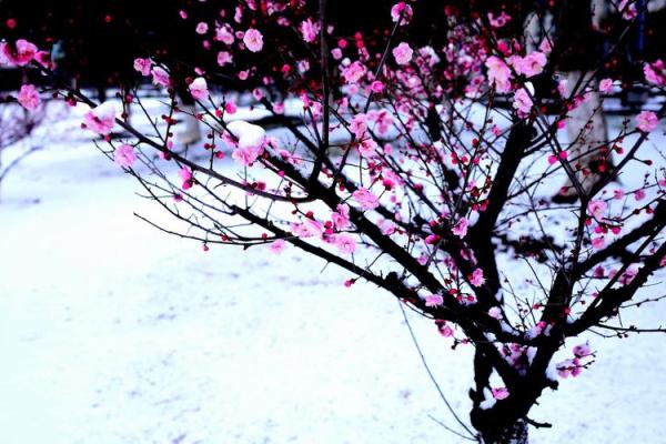 汪红梅:花开富贵,红梅傲雪,吉祥如意好运连连 汪红梅:花开富贵,红梅傲雪,吉祥如意好运连连