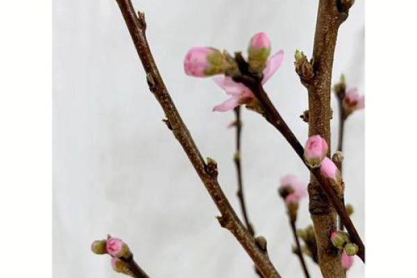 爱情风水秘术：家居布置让你桃花朵朵开