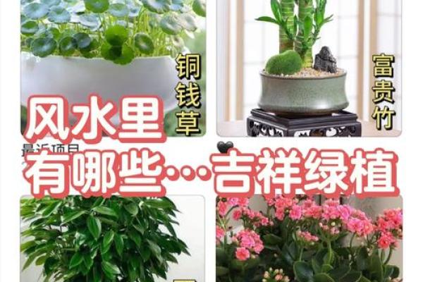 卧室风水必备：养这些植物，好运连连