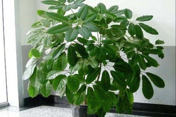 卧室风水必备：养这些植物，好运连连