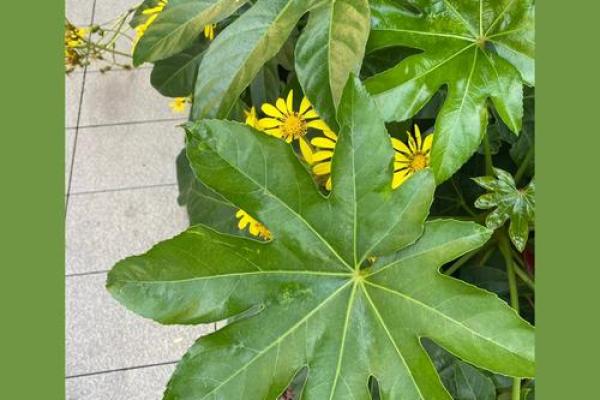 香樟木办公室风水秘籍：助你事业兴旺的绿色守护神