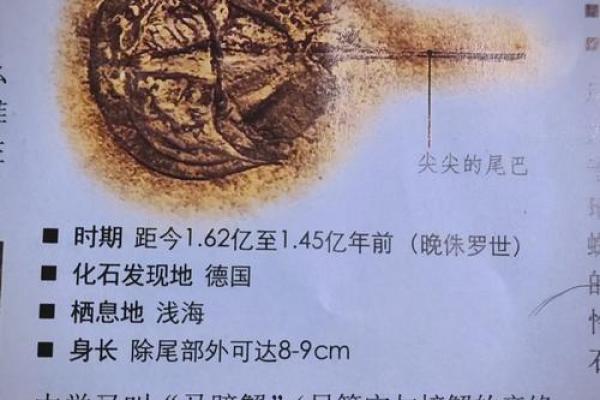办公室惊现蝎子！揭秘蝎子风水背后的秘密