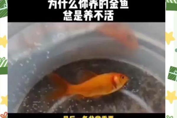 养金鱼风水禁忌：如何选择最佳水族箱位置